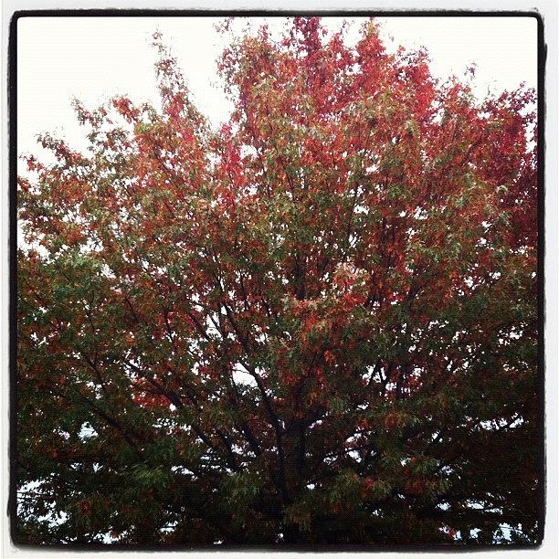 Red Oak On A Rainy Day Photograph by Cat McCready 