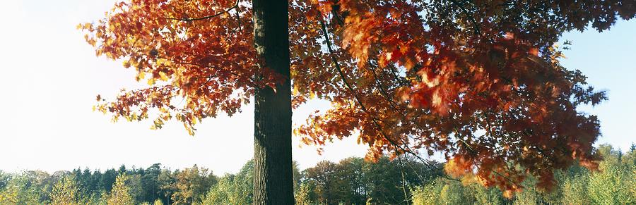 Nature Photograph - Red oak tree in autumn by Ulrich Kunst And Bettina Scheidulin