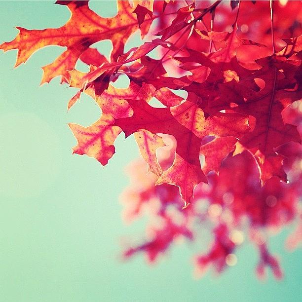 Fall Photograph - Red Oak Tree by Jen Caruso