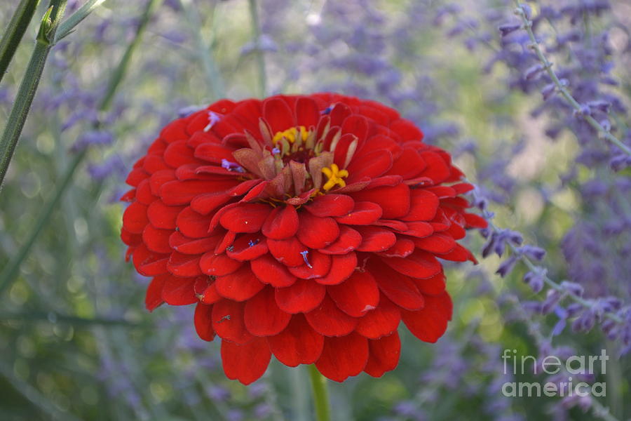 Red on Blue Flowers Photograph by Kevin Fortier