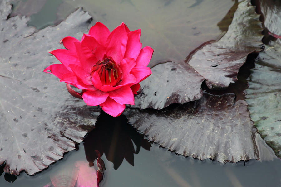 Red on Gray Water Lily Photograph by John Lautermilch