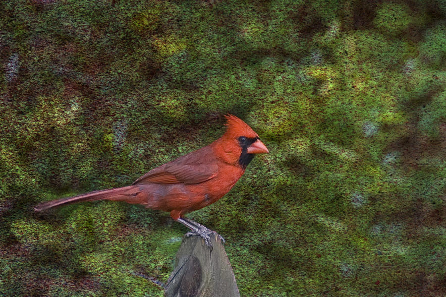 Cardinal Photograph - Red On The Fence by Steven Richardson