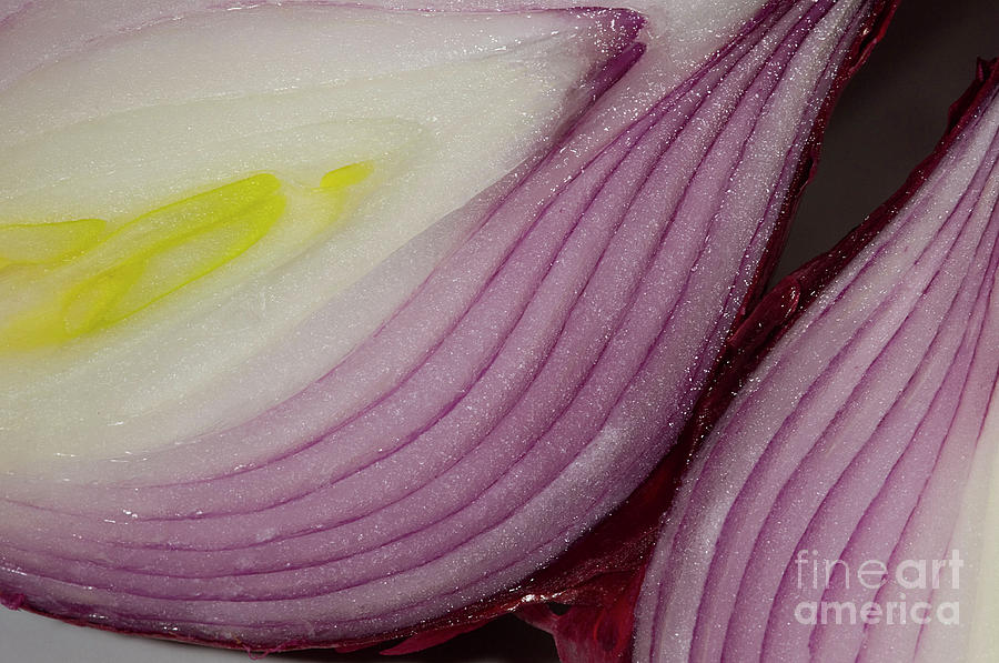 Red Onion Photograph by Carolyn DAlessandro