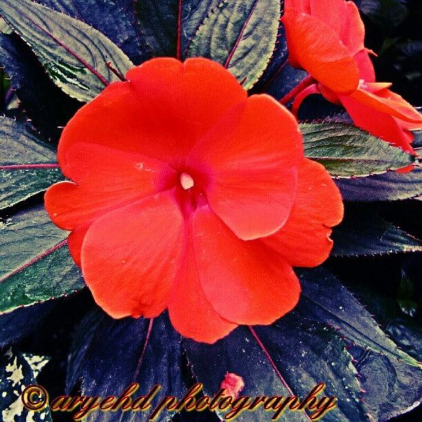 Flowers Still Life Photograph - #red #orange #flower #ig_daily #dark by Aryeh D