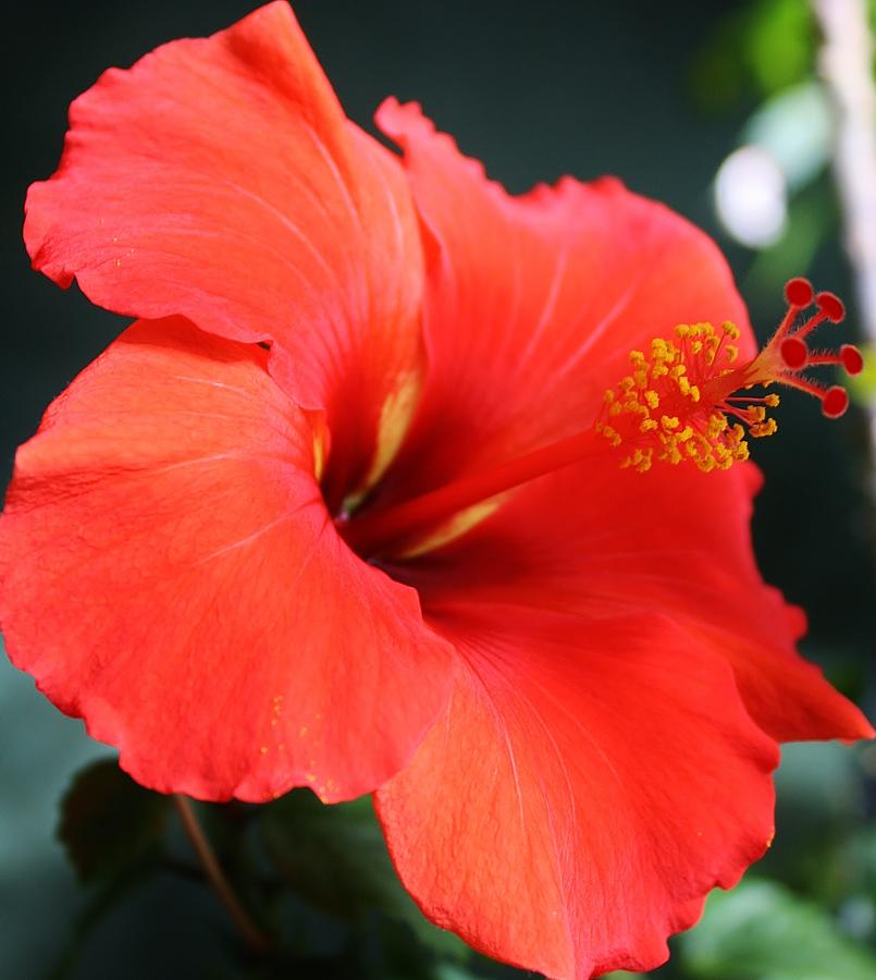 Flowers Still Life Photograph - Red Orange Hibiscus by Bruce Bley