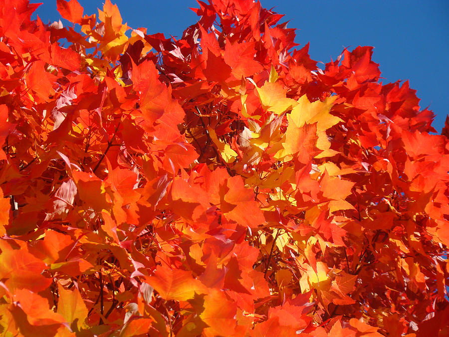 Red Orange Yellow Autumn Leaves art prints Vivid Bright Photograph by