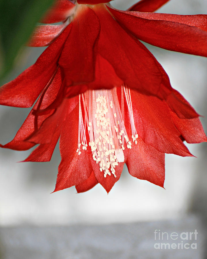 Red Orchid Cactus Photograph by Lila Fisher-Wenzel