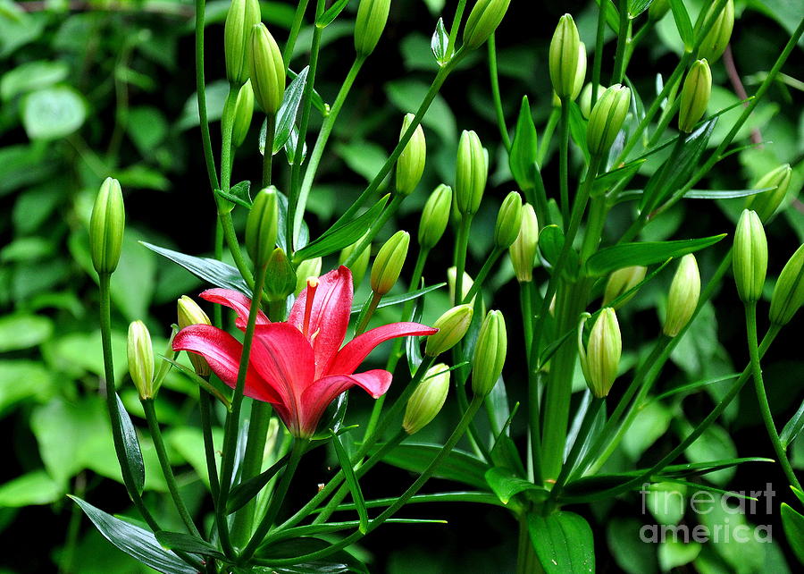 Red Oriental Lily Photograph by Tatyana Searcy