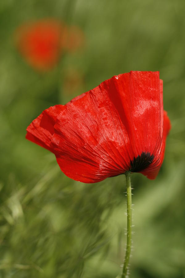 Red Oriental Poppy Blowing In The Wind Photograph by Kathy Clark