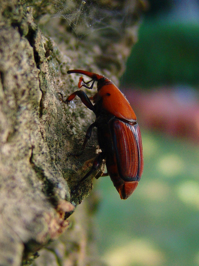 Red palm weevil Photograph by Alessandro Della Pietra