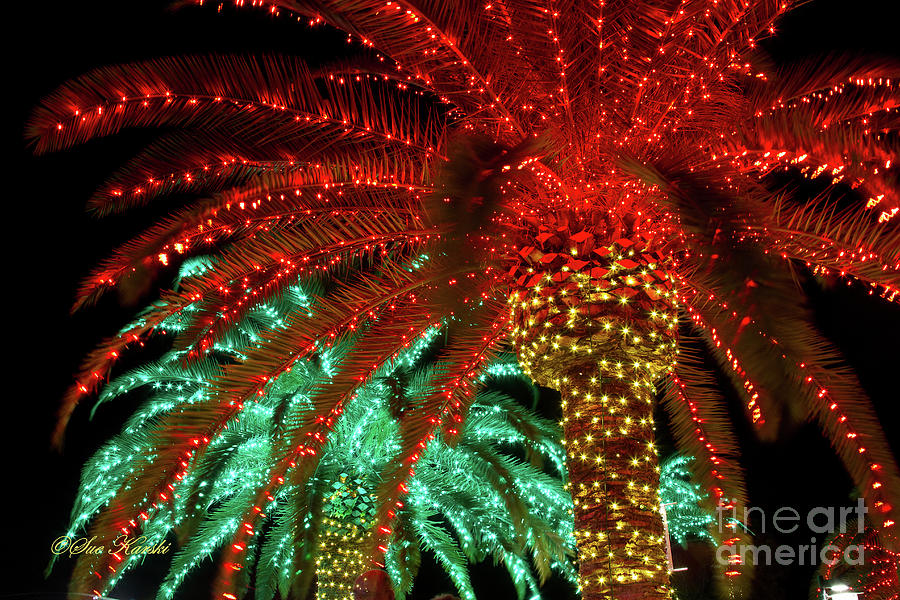 Red Palms Photograph by Sue Karski