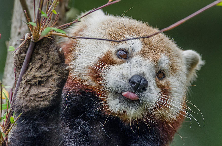 Red Panda Anxiety Photograph by Greg Nyquist