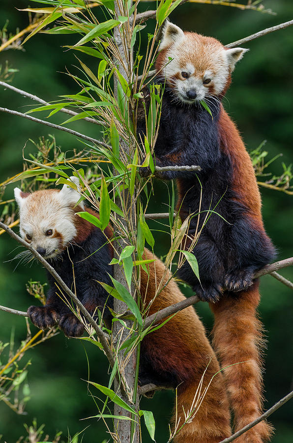 Red Panda Brothers Photograph by Greg Nyquist