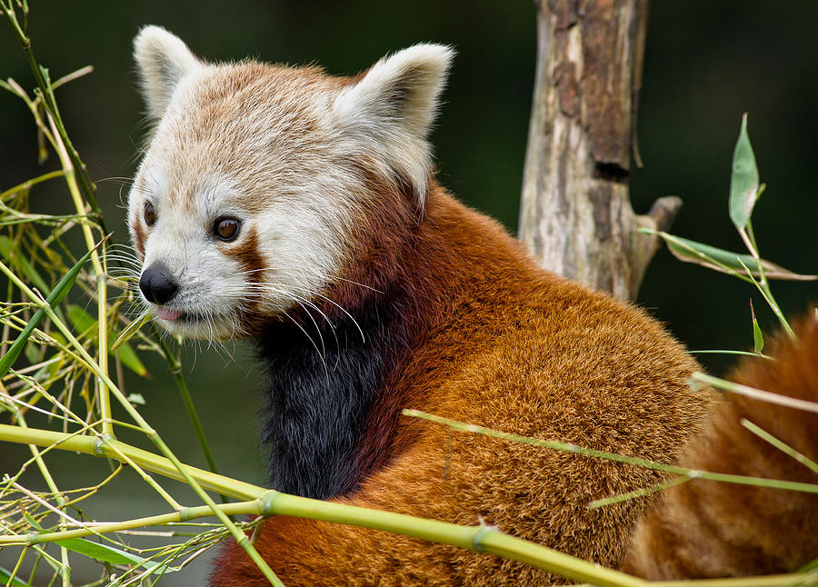 Critter Photograph - Red Panda Curiousity by Greg Nyquist