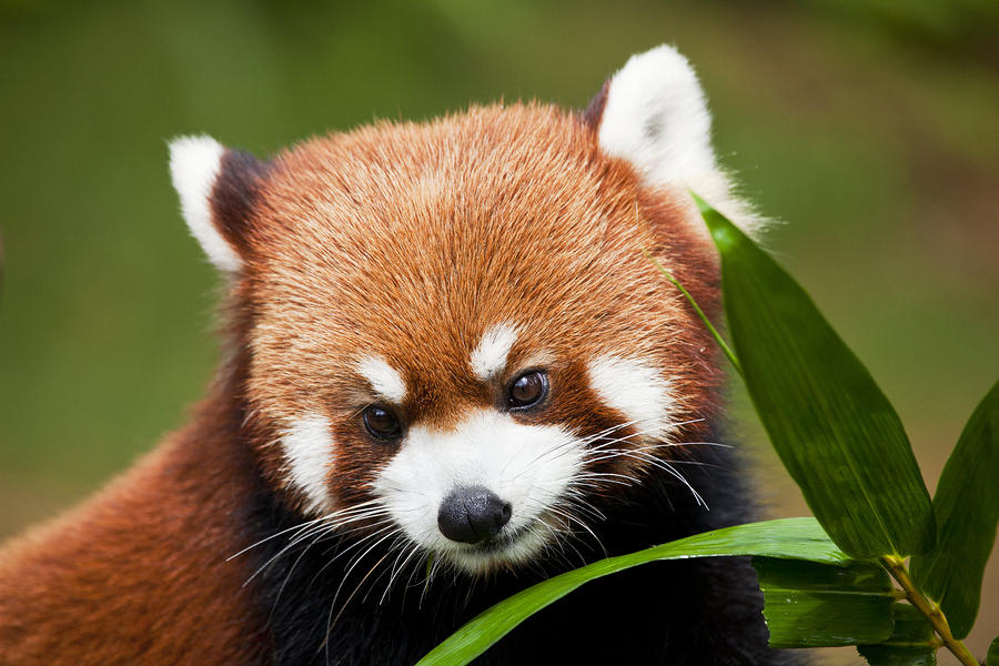 Red Panda by Dave Fleetham - Printscapes - Red Panda Photograph - Red ...