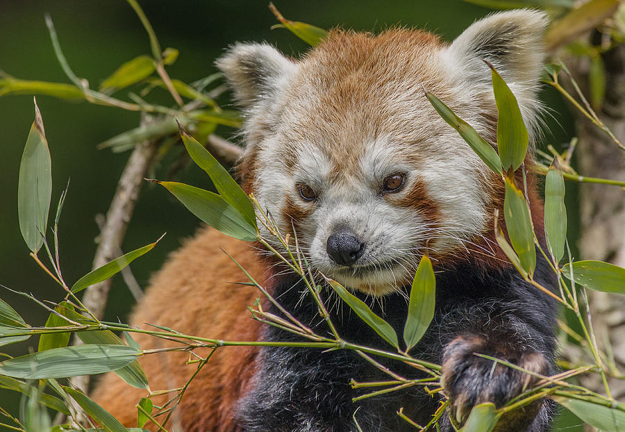 Red Panda Disgust Photograph by Greg Nyquist