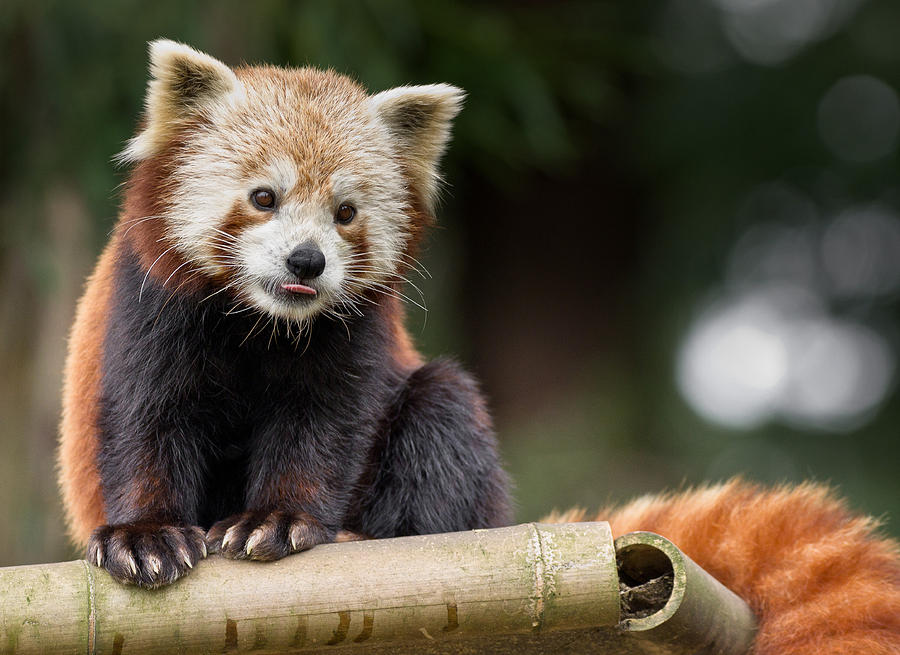 Critter Photograph - Red Panda Fascination by Greg Nyquist