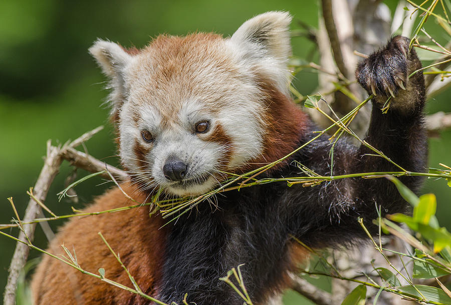 Red Panda Grasping Photograph by Greg Nyquist - Fine Art America