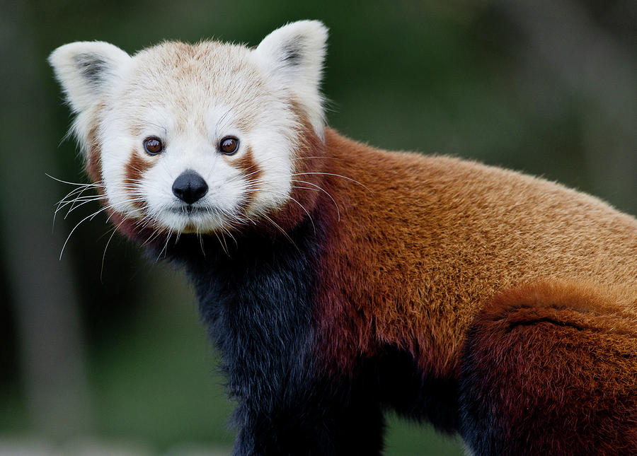Wildlife Photograph - Red Panda by Greg Nyquist
