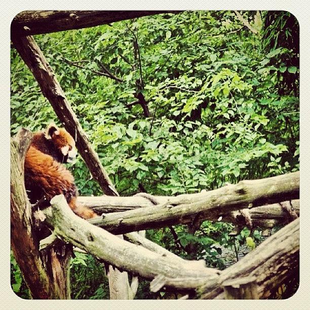 Dslr Photograph - Red Panda by Jill Jankowski