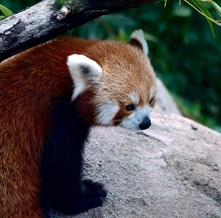 Red Panda Photograph by Kathi Isserman