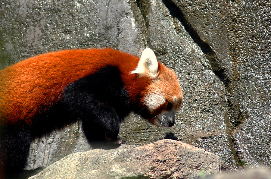 Red Panda Photograph by LeeAnn McLaneGoetz McLaneGoetzStudioLLCcom