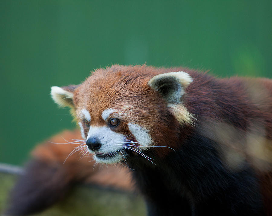 Red Panda Photograph by Matthew Pasetti - Fine Art America