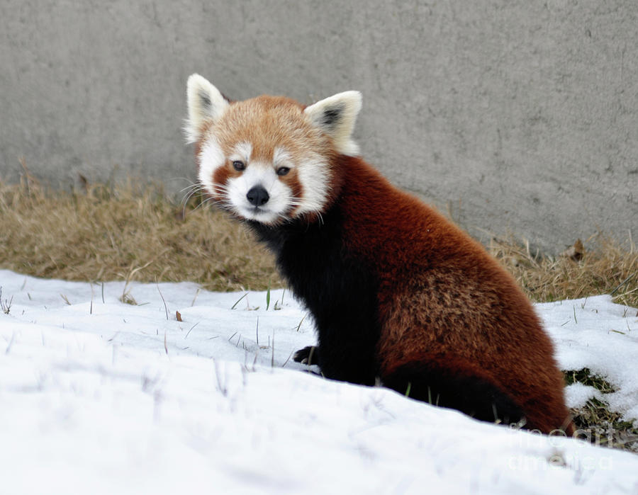 Red Panda Photograph by Ronald Grogan