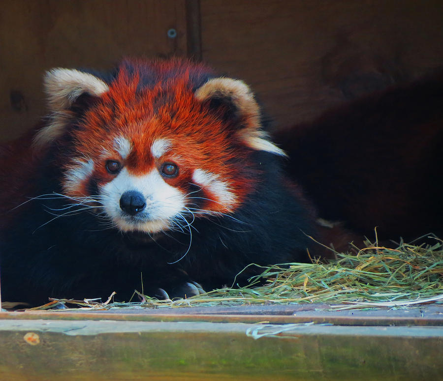Red Panda Photograph by Vijay Sharon Govender