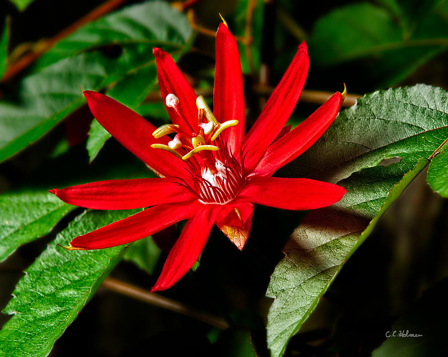 Red Passion Photograph by Christopher Holmes