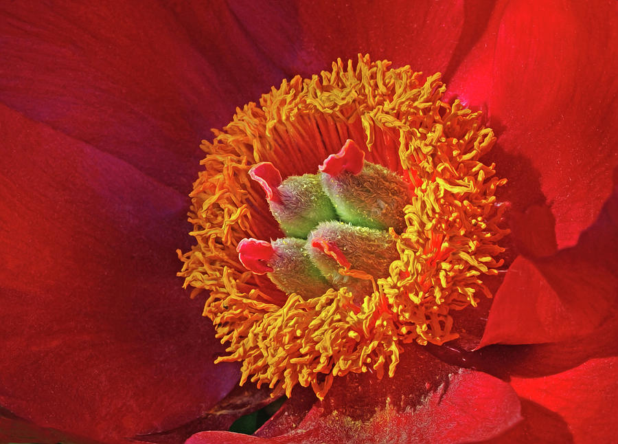 Red Peony Photograph by Dave Mills