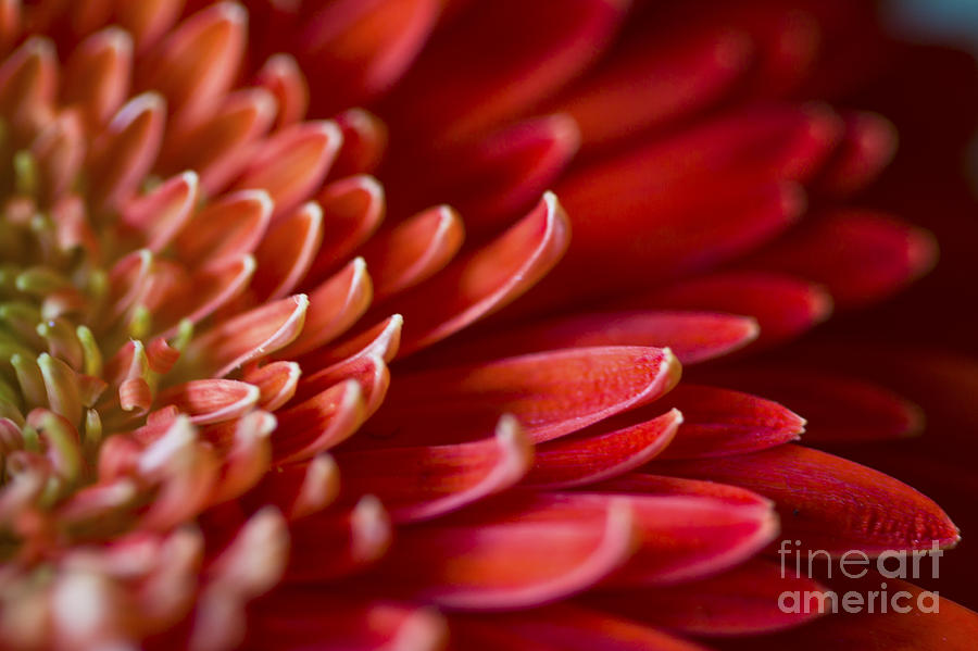 Red Petals Abstract 2 Photograph by Clare Bambers
