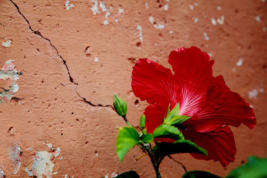 Red Petals Photograph by Toni Hopper