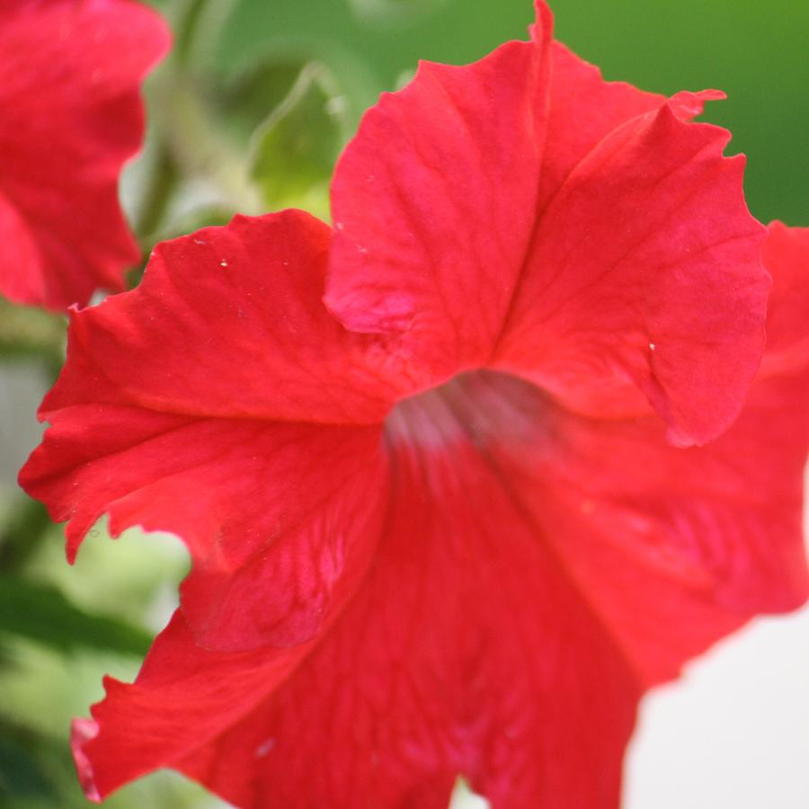 red Petunia Photograph by Donna Walsh