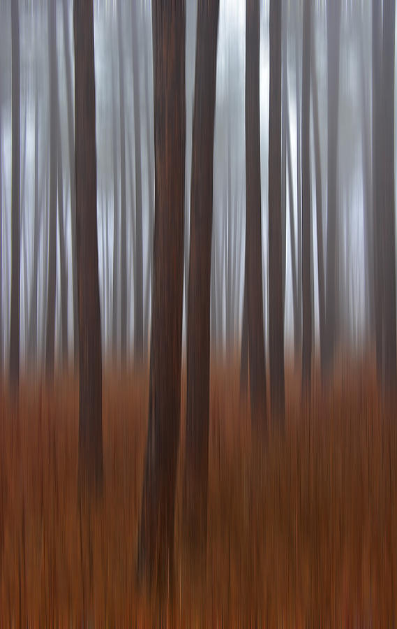 Pines Photograph - Red Pines by John Bartosik