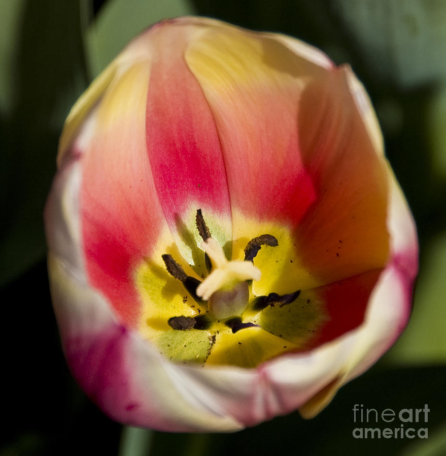 Red Pink and Yellow Tulip Photograph by Tim Mulina