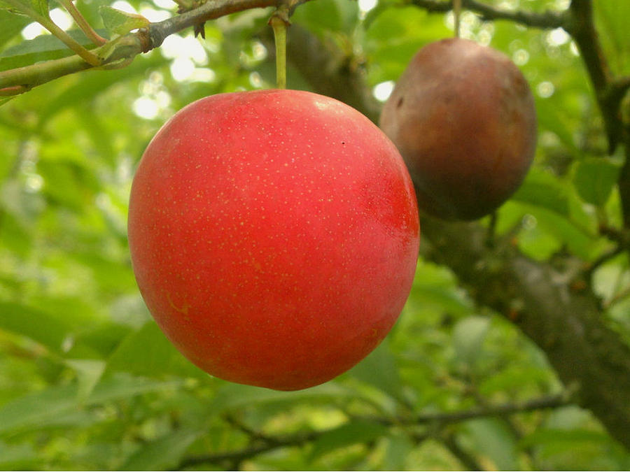 Nature Photograph - Red Plums by Jeelan Clark