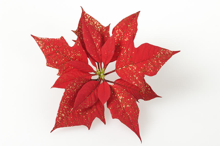 Red poinsettia flower Euphorbia pulcherrima Photograph by Matthias Hauser Red poinsettia flower Euphorbia pulcherrima Photograph by Matthias Hauser