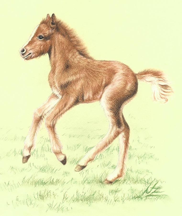 Horse Drawing - Red Pony Foal by Nicole Zeug