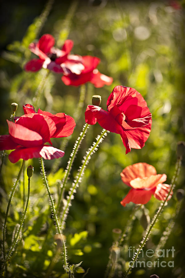 Afternoon poppies Photograph by Elena Elisseeva