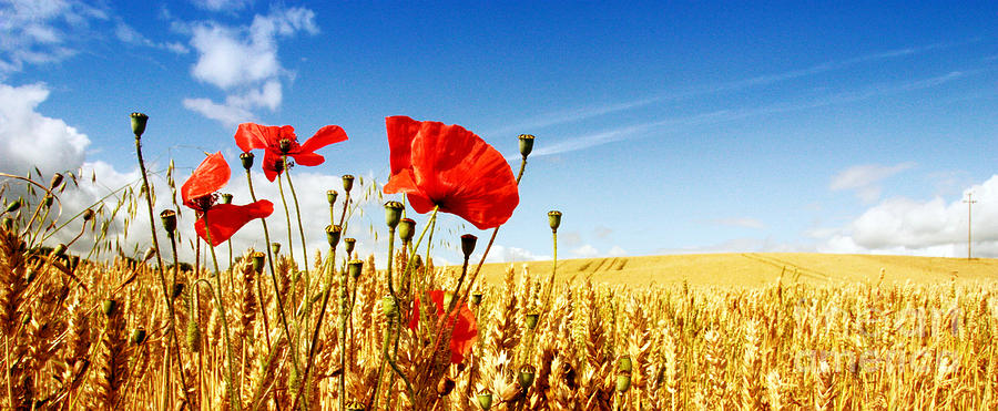 red poppies in golden wheat field catherine macbride