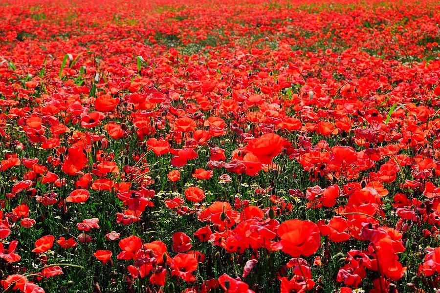 Red Poppies by Juergen Weiss - Red Poppies Photograph - Red Poppies ...