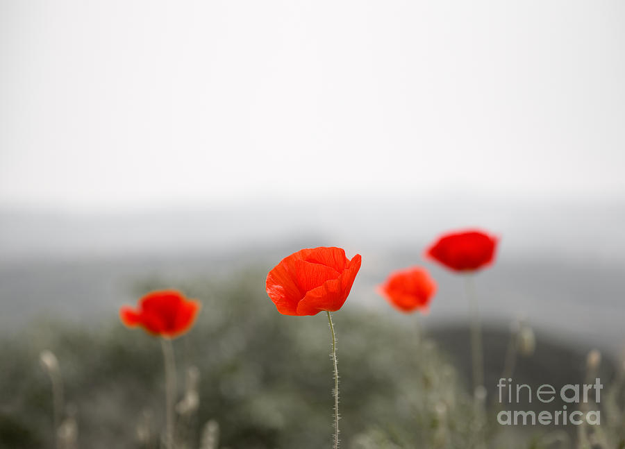 Red poppies Photograph by Kati Finell