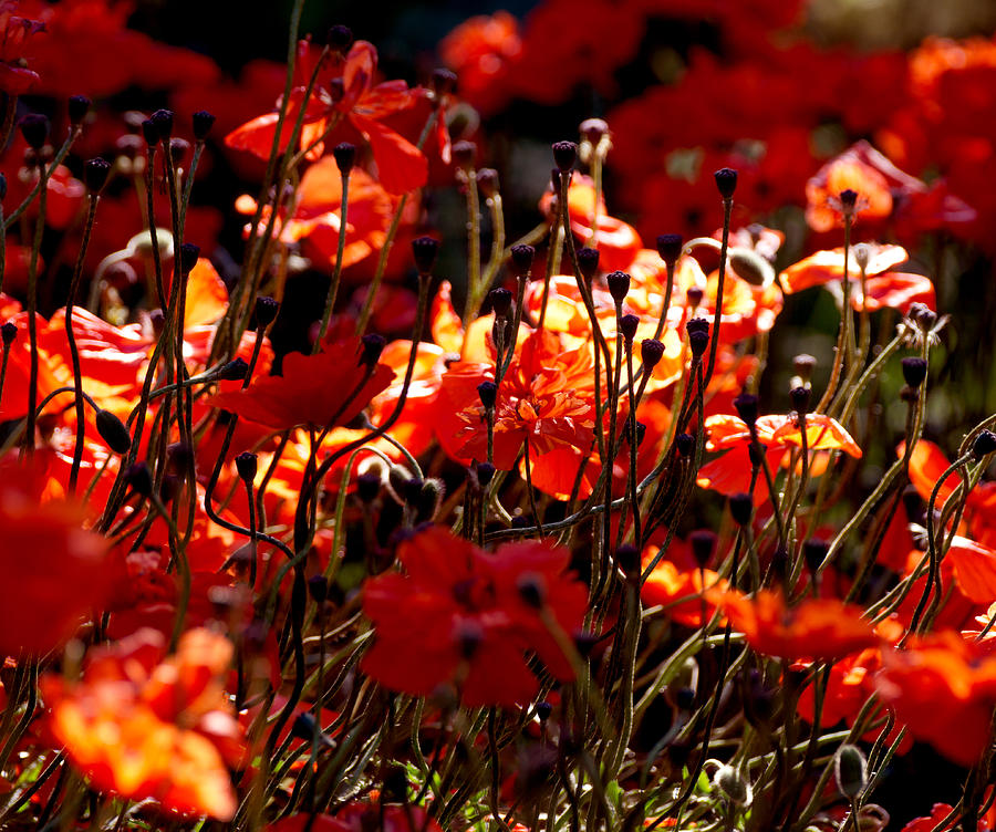 Red Poppies Photograph by Mark Ivins