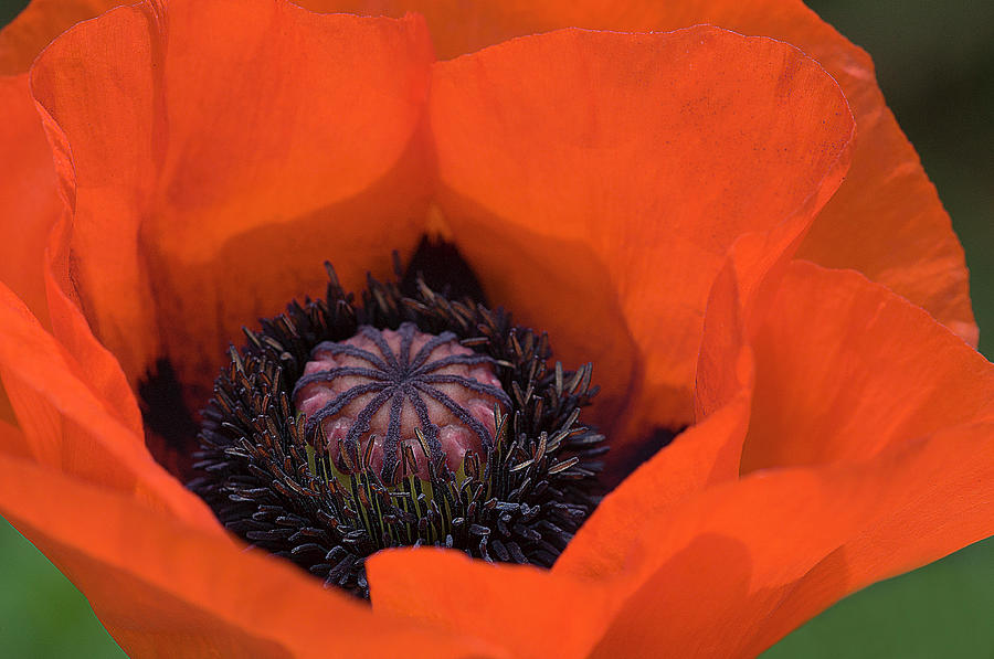 Red Poppy Photograph by Carolyn DAlessandro