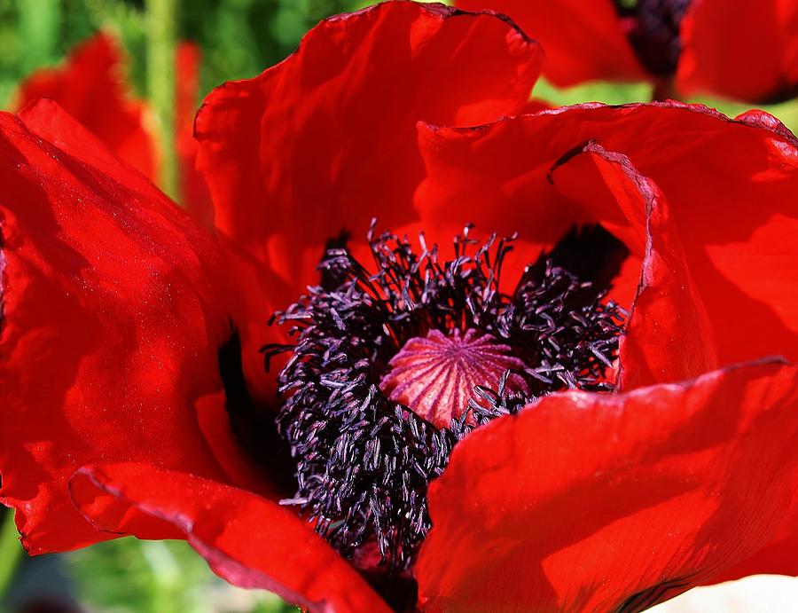 Red Poppy Close Up Photograph by Bruce Bley