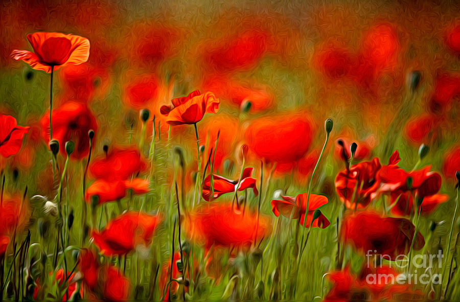 Poppy Painting - Red Poppy Flowers 02 by Nailia Schwarz