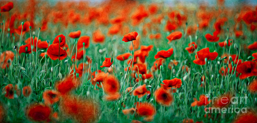 Poppy Painting - Red Poppy Flowers 04 by Nailia Schwarz