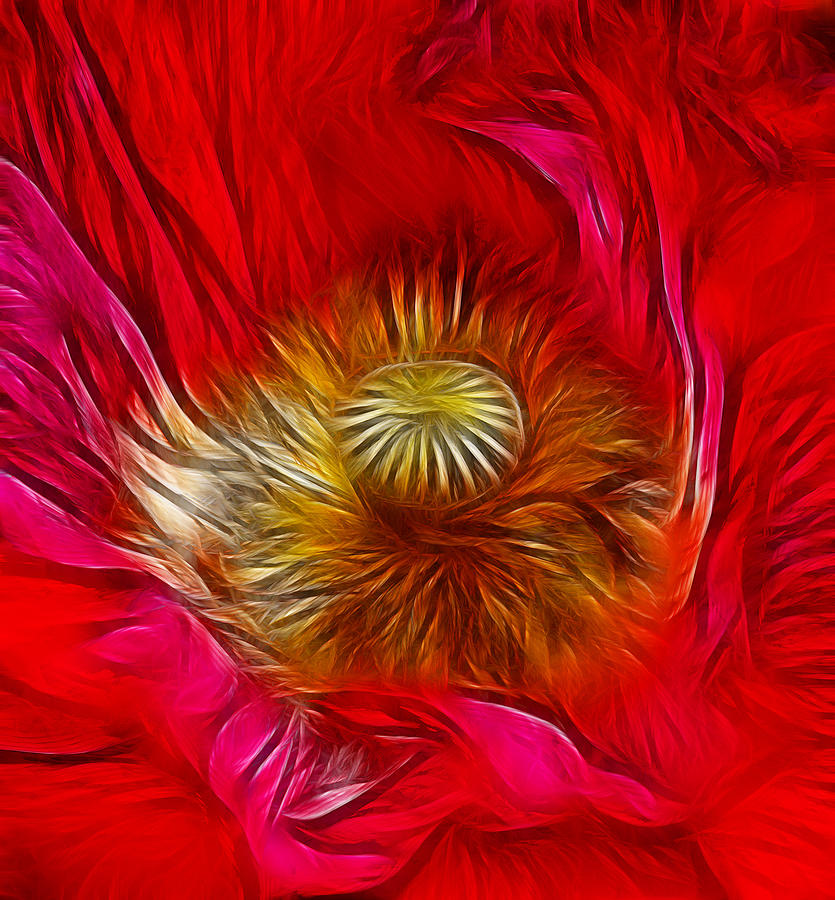 Red Poppy Heart Photograph by Chris Thaxter