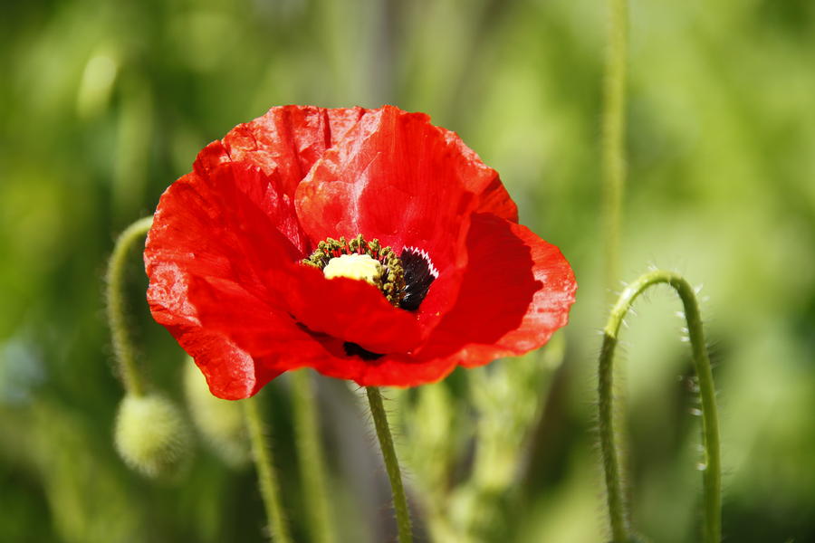 Red Poppy by Martina Fagan